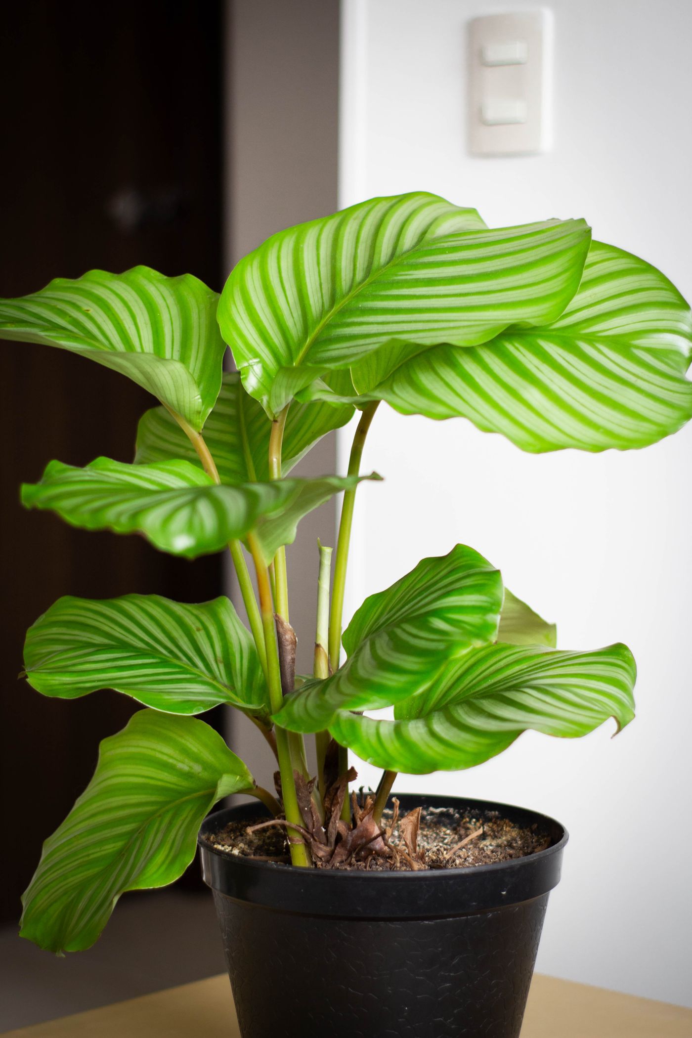 Calathea