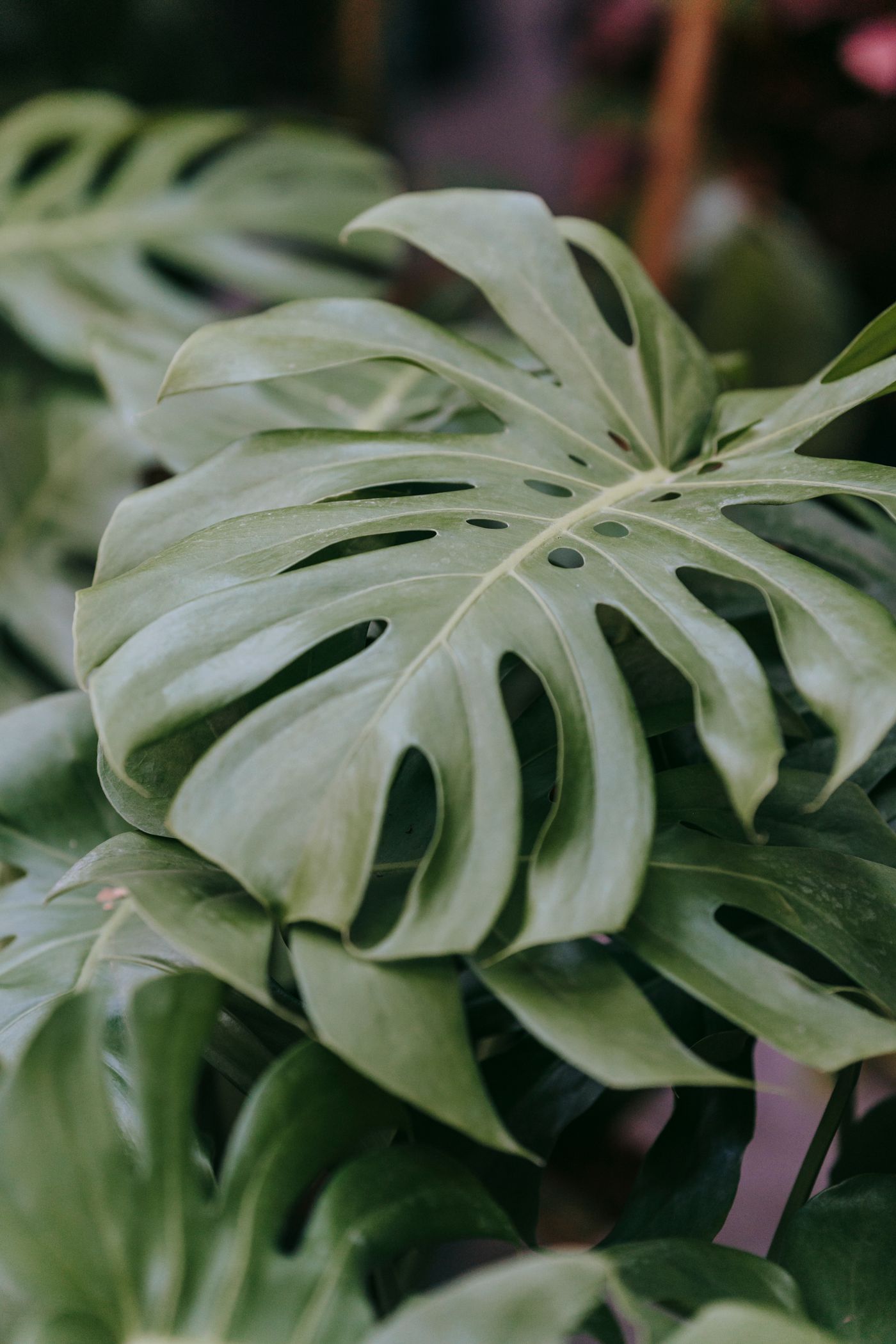 Monstera