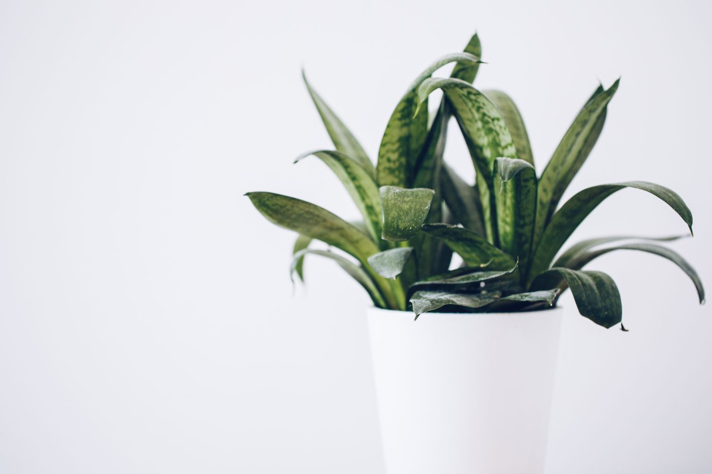 Snake plant
