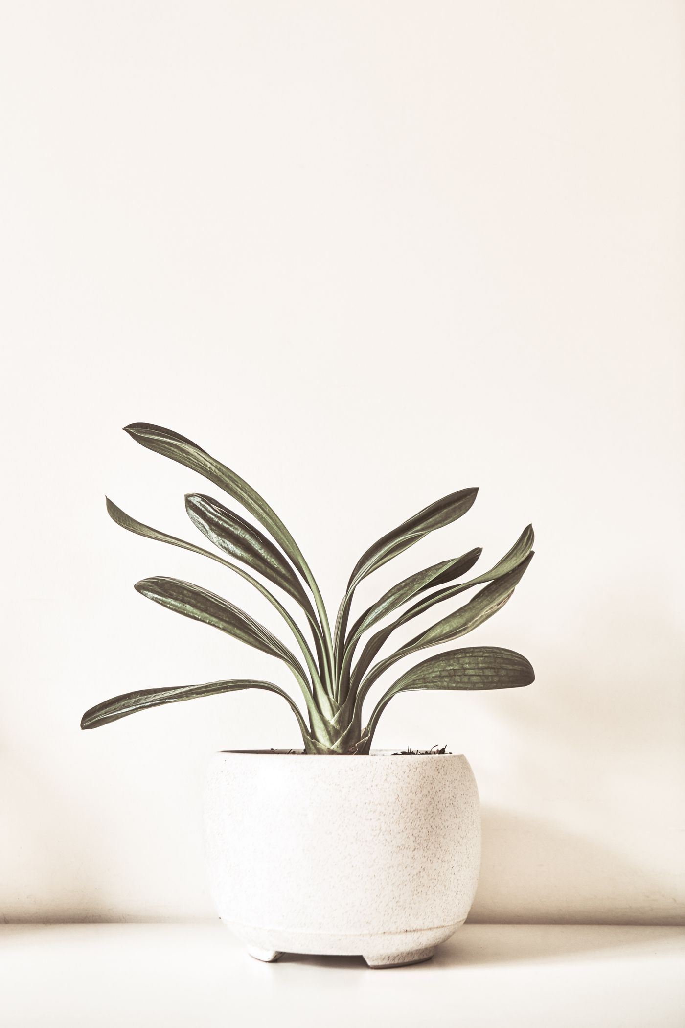 Peperomia