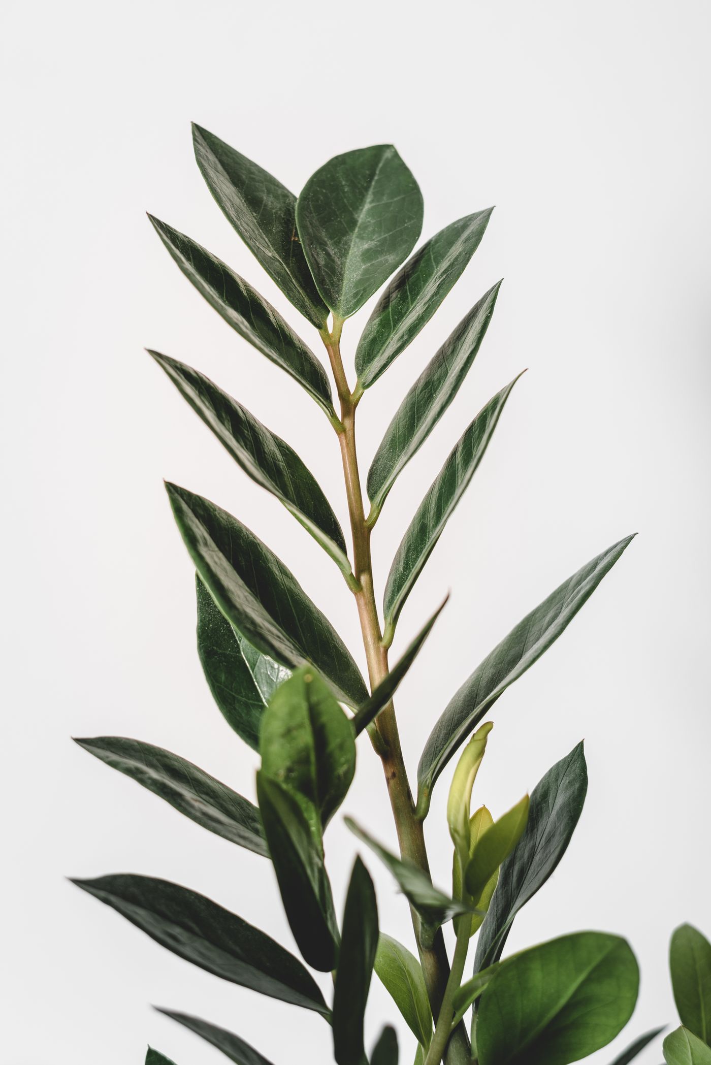 ZZ plant